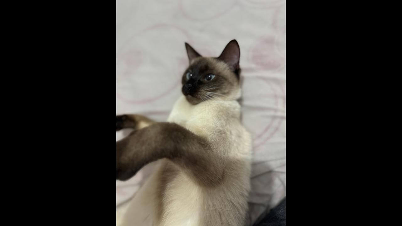Gata é encontrada no bairro Guarujá Gata é encontrada no bairro Guarujá