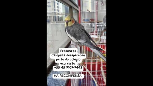 Calopsita TETEU desapareceu no bairro Centro Calopsita TETEU desapareceu no bairro Centro