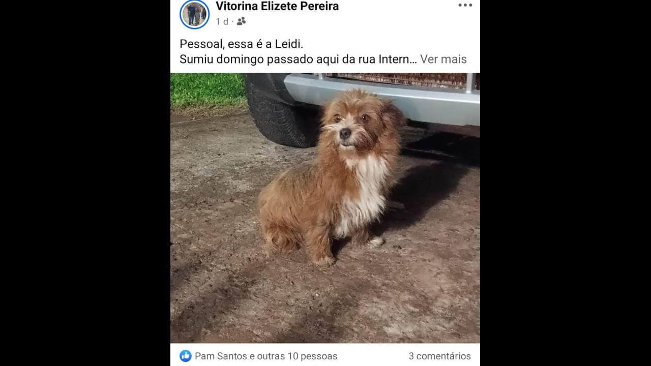 Cachorra Layde desapareceu na BR-277 Cachorra Layde desapareceu na BR-277