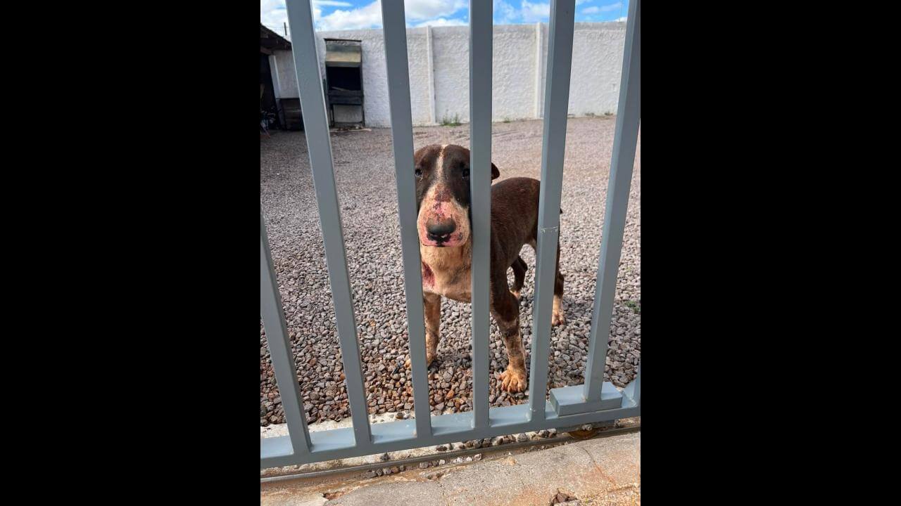 Cachorro é encontrado no bairro Canadá Cachorro é encontrado no bairro Canadá