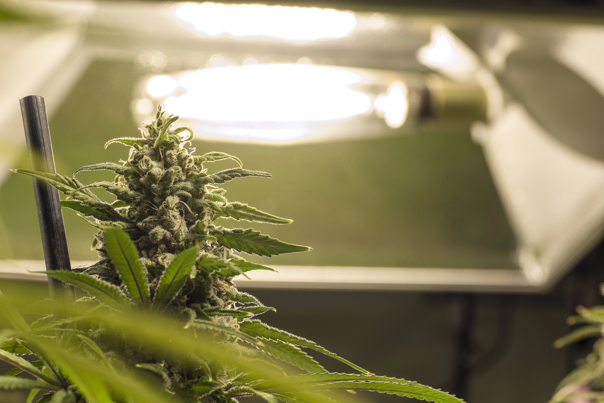 Paciente recebe salvo-conduto do STJ para cultivo medicinal de Cannabis Paciente recebe salvo-conduto do STJ para cultivo medicinal de Cannabis