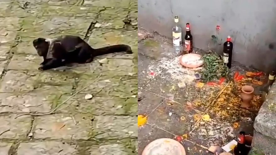 Macaco fica bêbado após beber cachaça de oferenda em despacho religioso