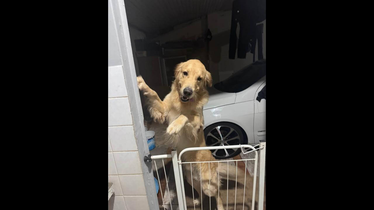 Cachorro é encontrado no bairro Maria Luiza