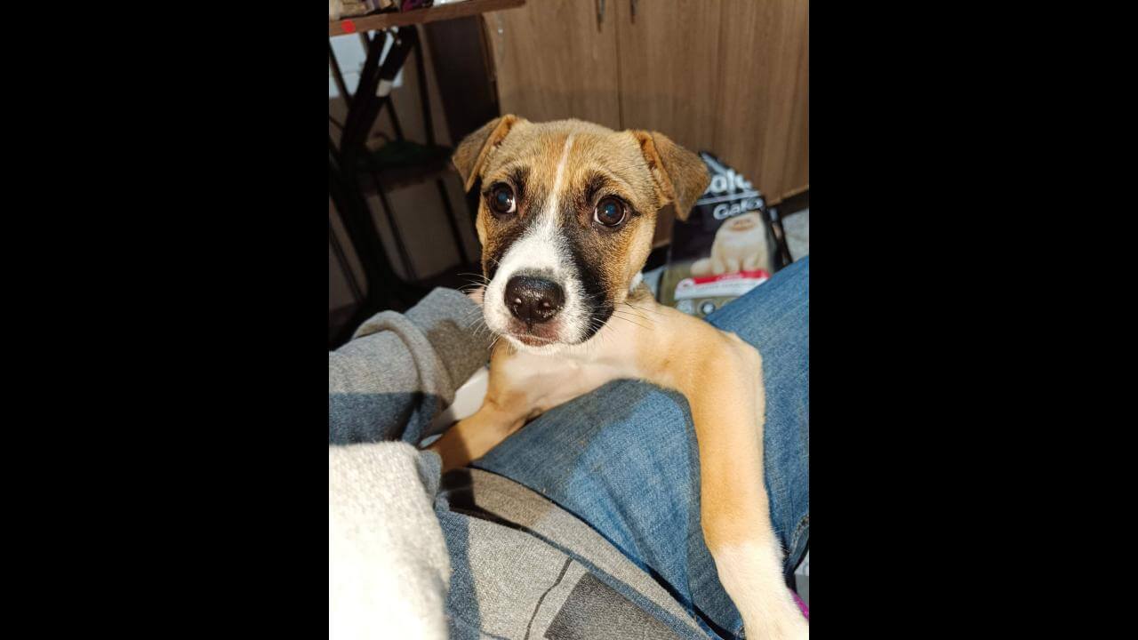 Cachorra é encontrada no bairro São Cristóvão