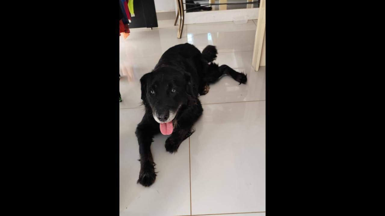 Cachorro Lucky desapareceu no bairro Alto Alegre