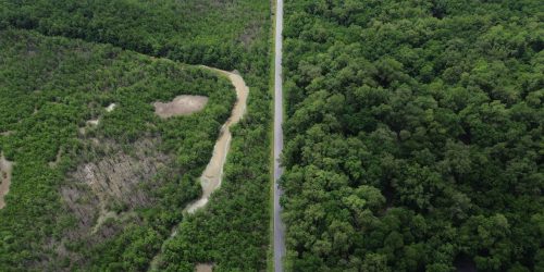 Imagem referente a Construção de estradas impacta mangue amazônico