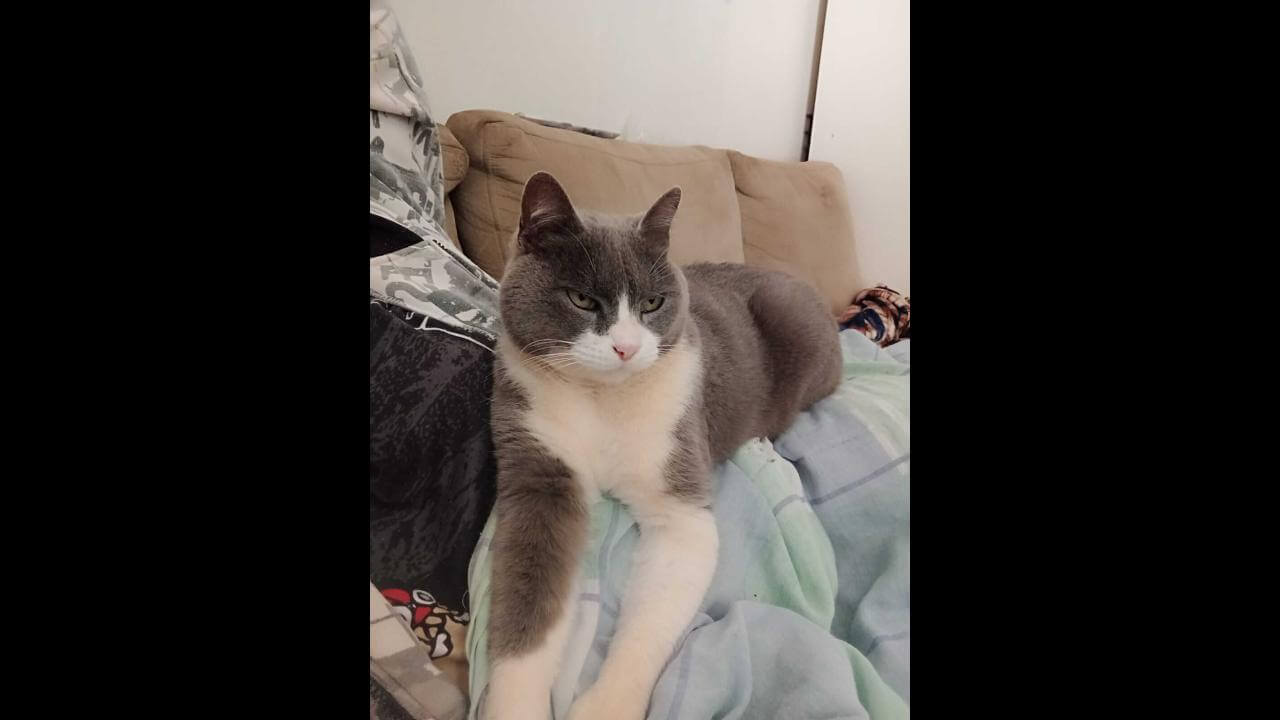 Gato é encontrado no bairro Floresta