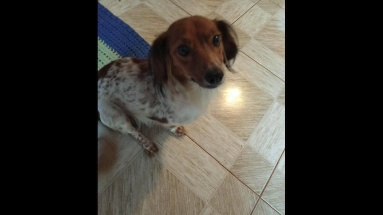 Cachorra desapareceu no bairro Morumbi