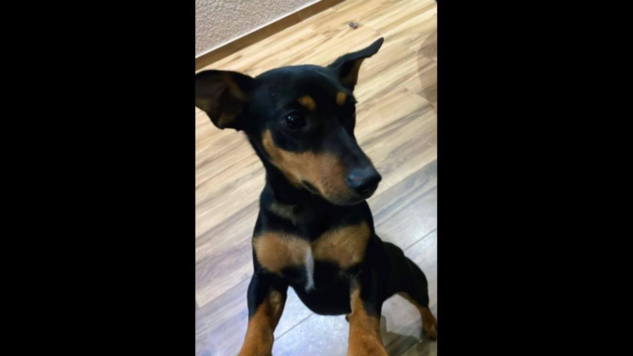Cachorro Jorginho desapareceu no bairro Pioneiros Catarinenses