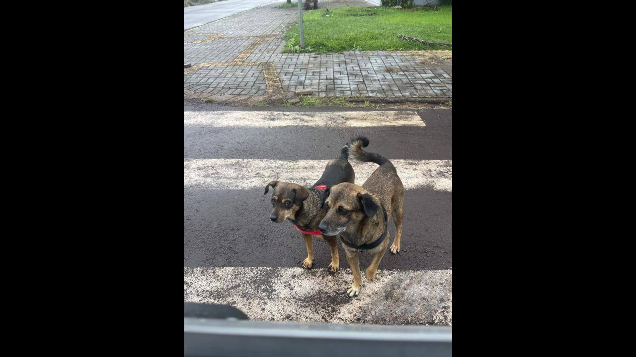 Cachorros são encontrados no bairro Fag