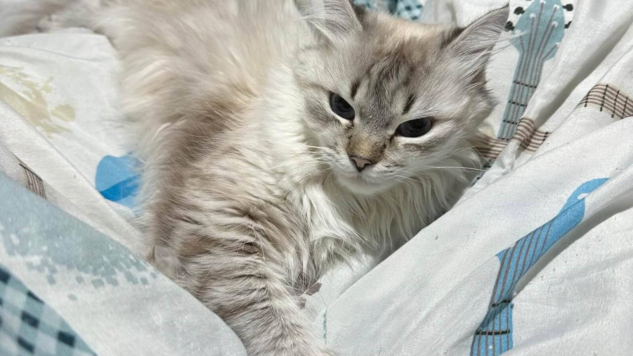 Gata Luna desapareceu no bairro Coqueiral