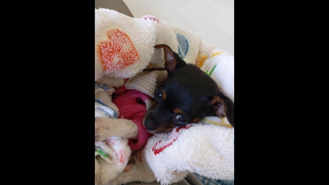 Cachorra Dorys desapareceu no bairro Pioneiros Catarinenses
