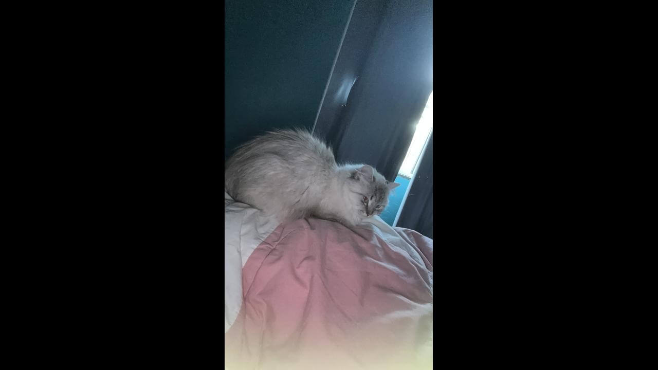 Gata Luna desapareceu no bairro Coqueiral