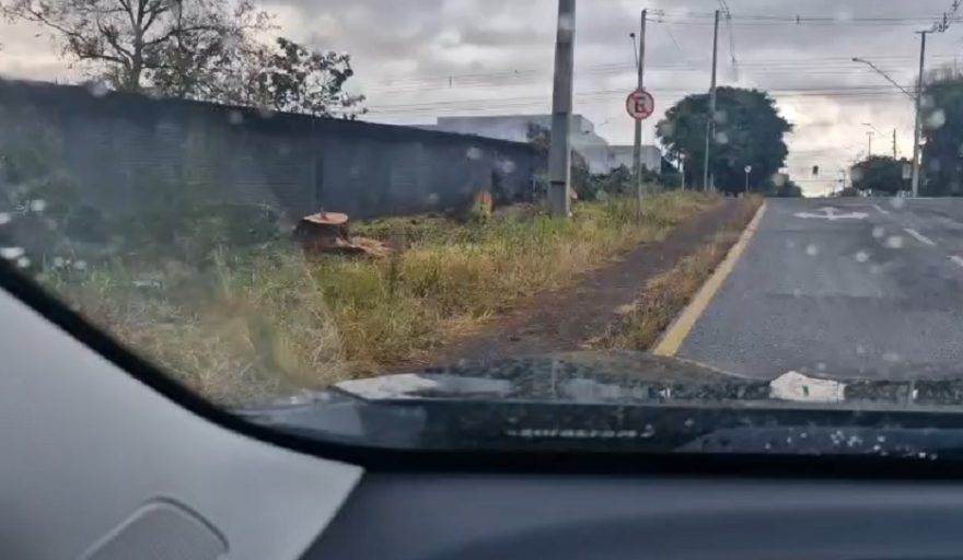 Internauta denuncia corte de árvores no Bairro Coqueiral