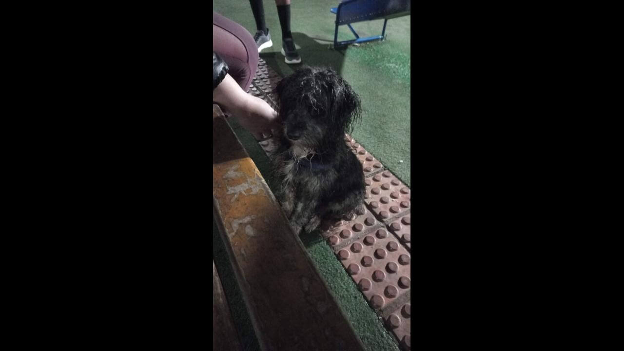 Cachorro é encontrado no bairro Região do Lago