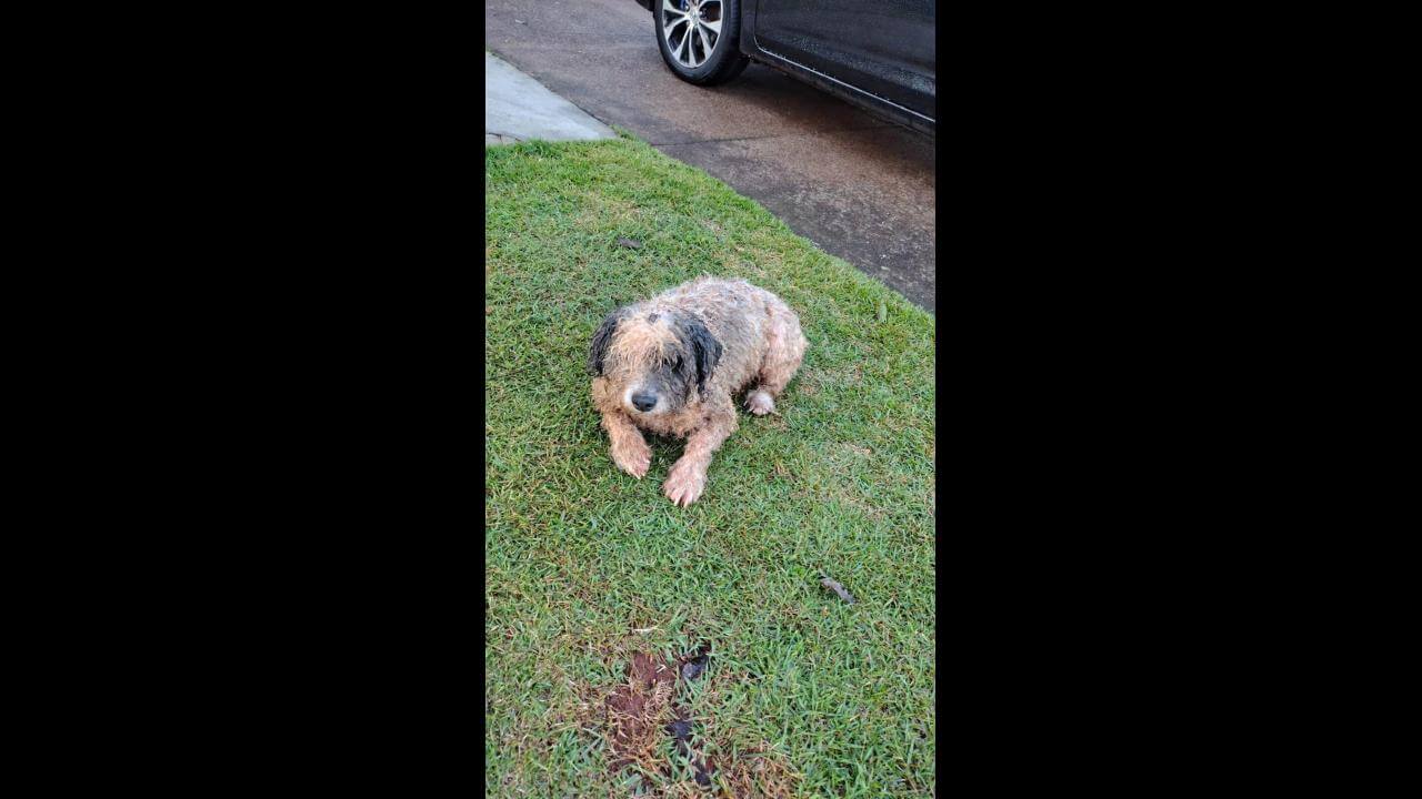 Cachorro é encontrado no bairro Neva