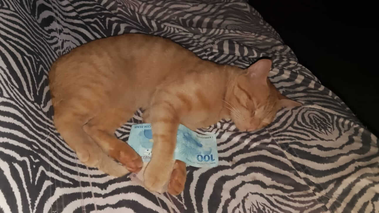 Gato Mimo desapareceu no bairro Morumbi