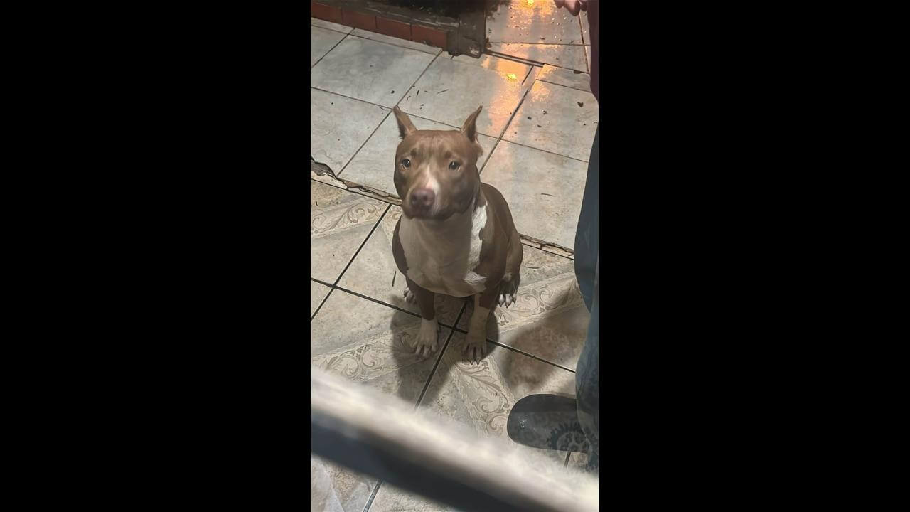 Cachorra é encontrada no bairro Turisparque