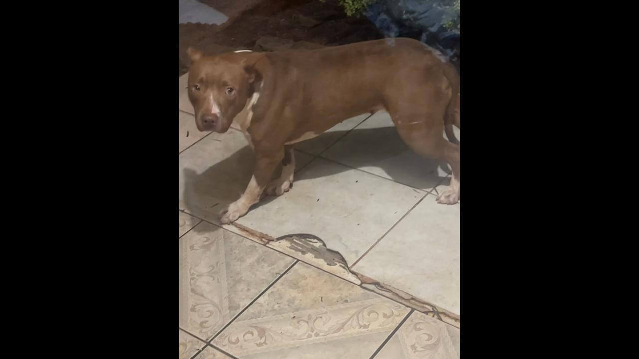 Cachorra é encontrada no bairro Turisparque