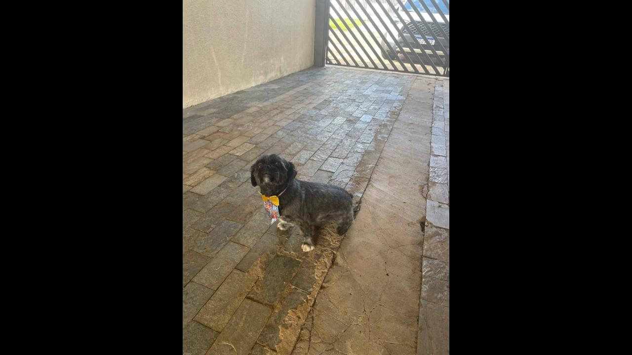 Cachorro Pingo fugiu no bairro Parque São Paulo