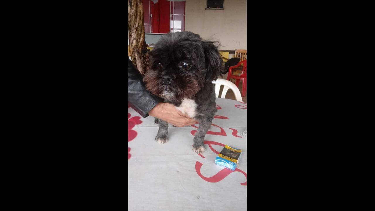 Cachorro é encontrado no bairro Neva
