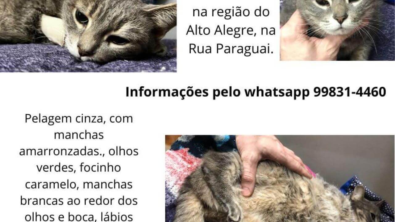Gata é encontrada no bairro Alto Alegre