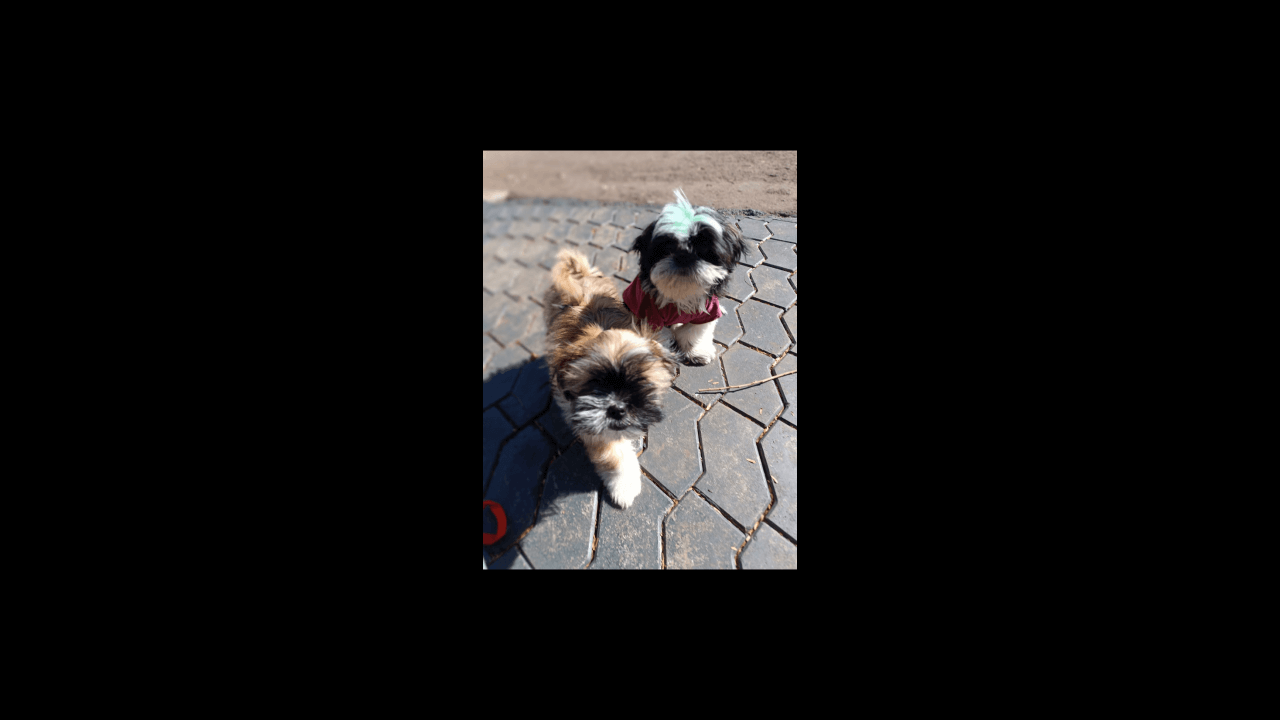 Cachorros Fred e Thor desapareceram no bairro Alto Alegre Cachorros Fred e Thor desapareceram no bairro Alto Alegre