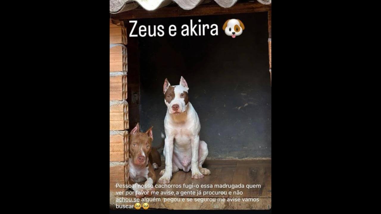 Cachorra Kira desapareceu no bairro Universitário Cachorra Kira desapareceu no bairro Universitário