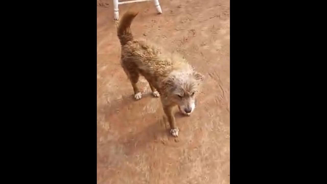 Cachorro Bugio desapareceu no bairro Clarito Cachorro Bugio desapareceu no bairro Clarito