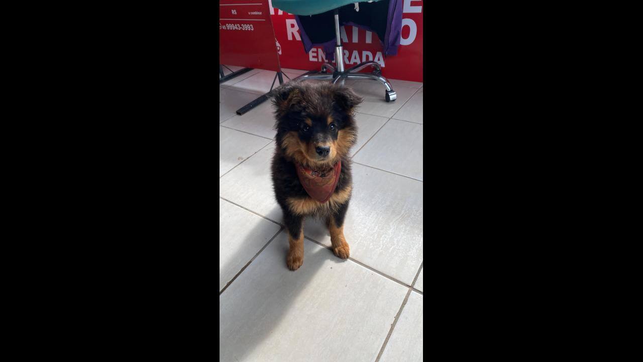 Cachorra é encontrada no bairro Centro Cachorra é encontrada no bairro Centro