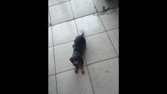 Imagem referente a Cachorra é encontrada no bairro Santo Onofre