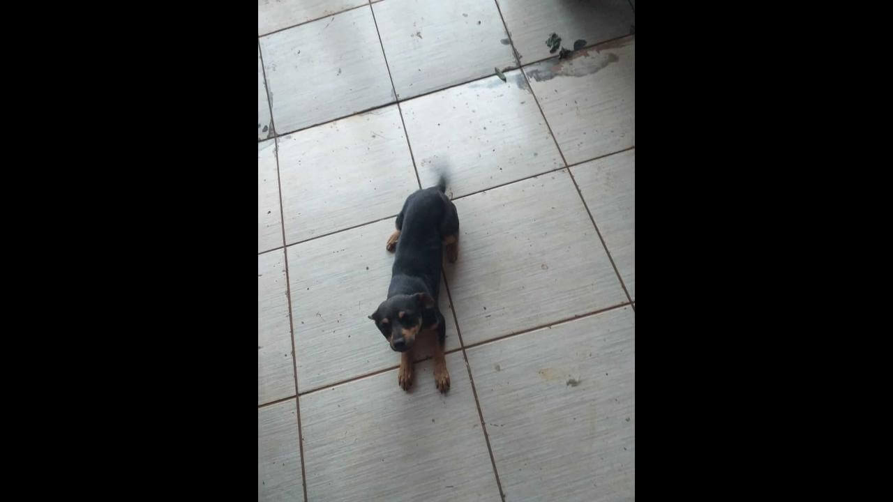 Cachorra é encontrada no bairro Santo Onofre