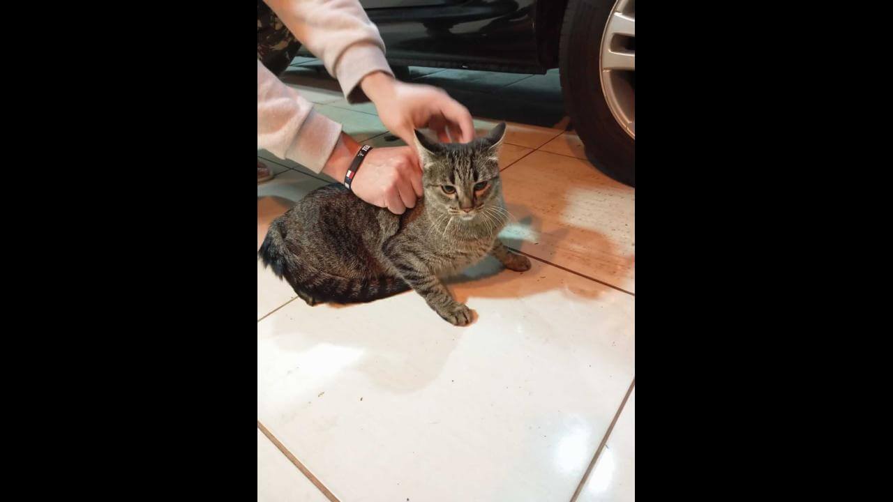 Gato é encontrado no bairro Parque Verde