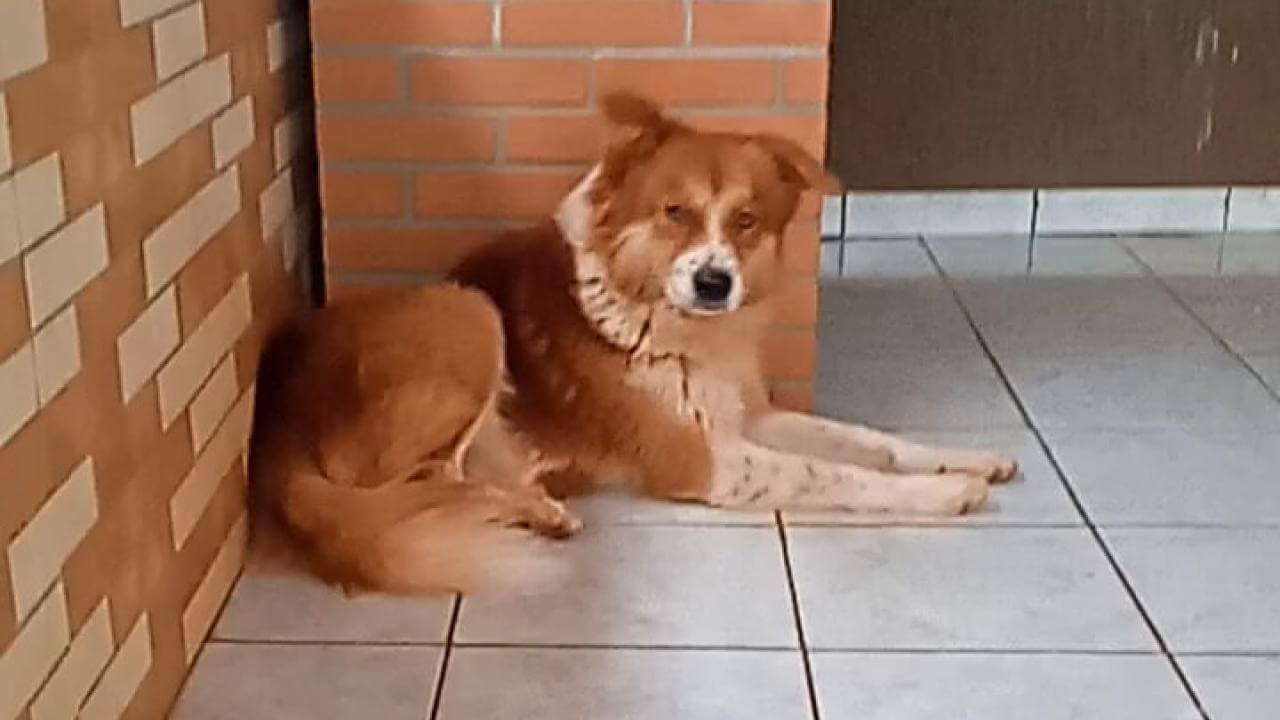 Cachorro Caramelo desapareceu no bairro Santa Felicidade