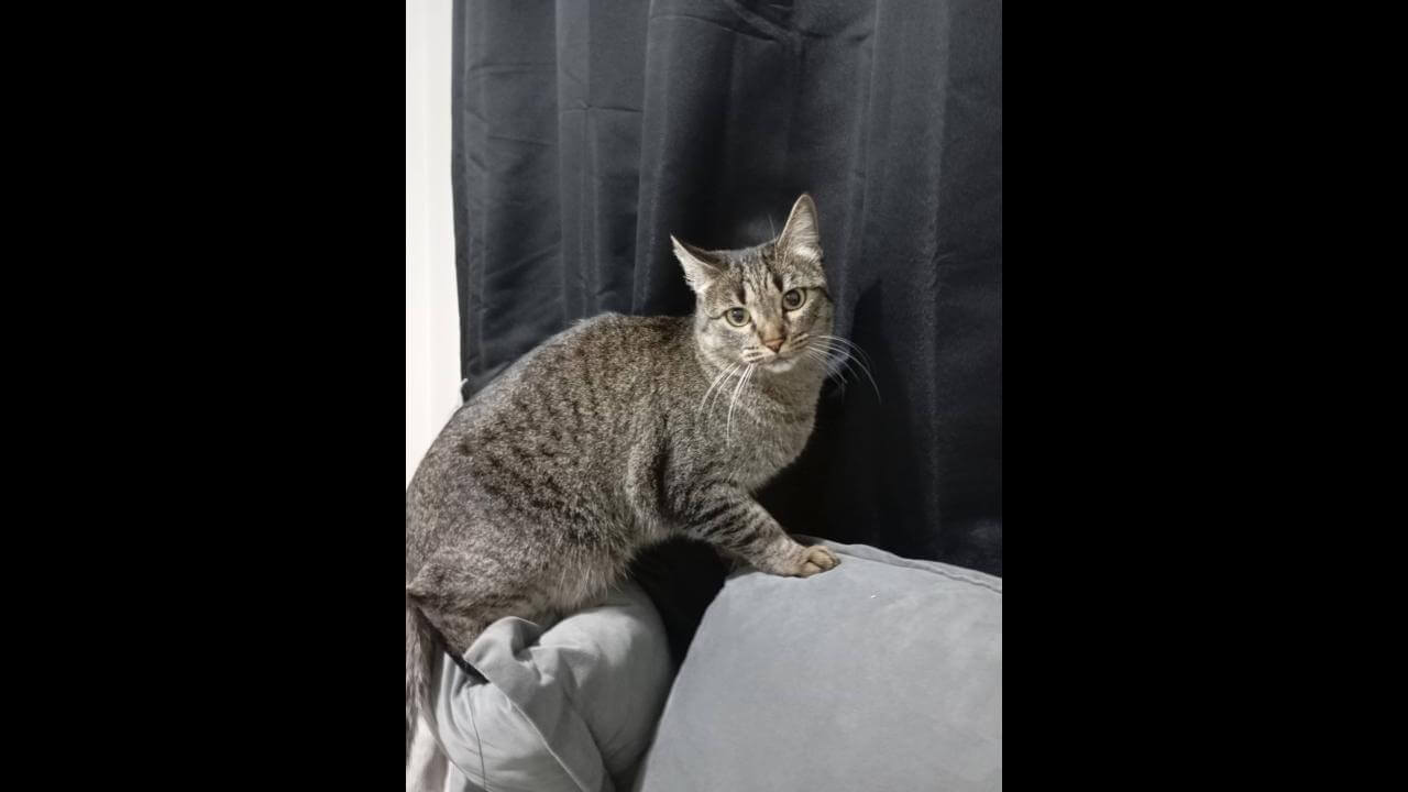Gata é encontrada no bairro Parque Verde