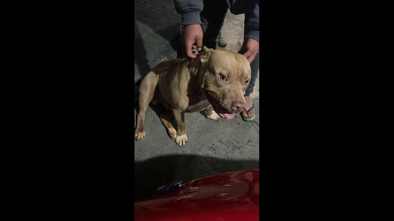 Cachorro é encontrado no bairro Santa Cruz