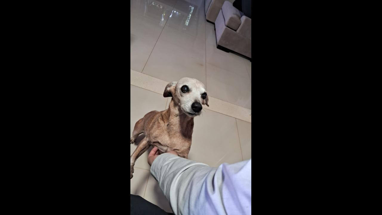 Cachorra Ciça desapareceu no bairro São Cristóvão Cachorra Ciça desapareceu no bairro São Cristóvão