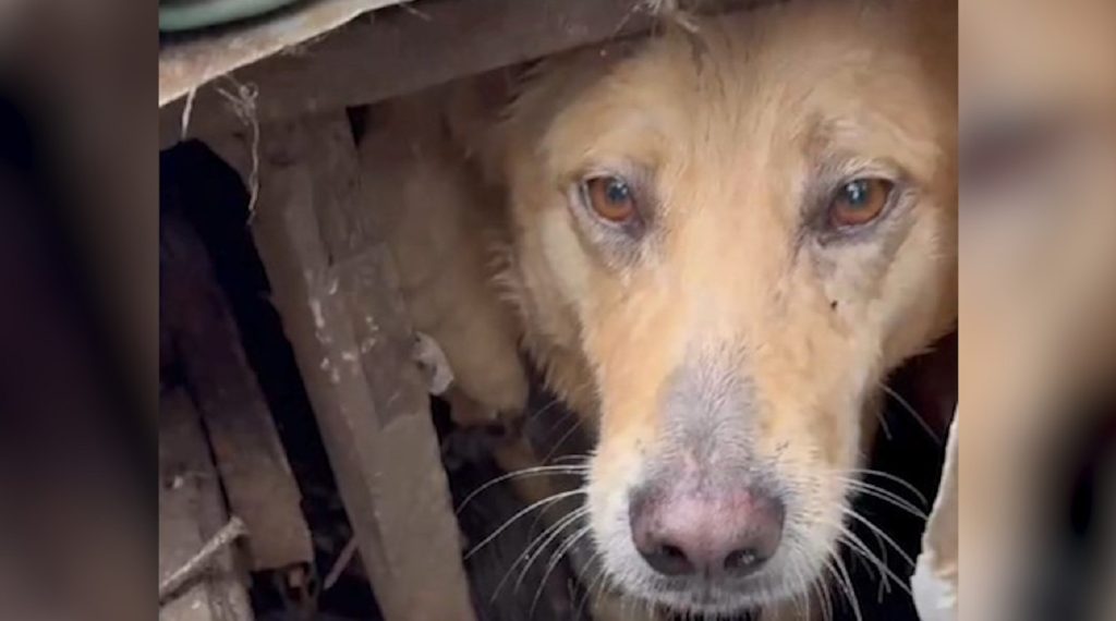 Homem é preso por maus-tratos animais a 37 cães em Castro