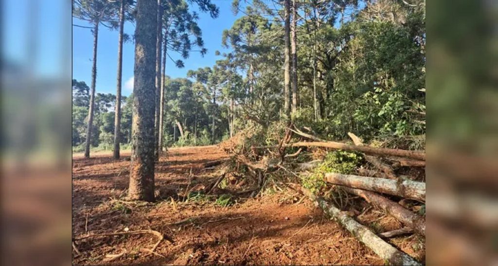 Polícia Ambiental flagra devastação de araucárias e imbuias