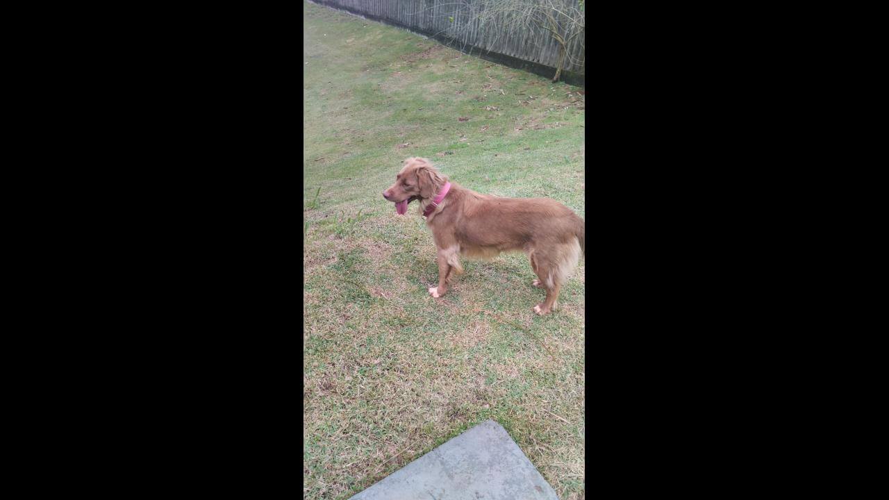 Cachorra é encontrada no bairro Country Cachorra é encontrada no bairro Country