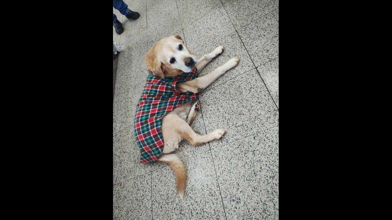 Cachorro é encontrado no bairro Neva Cachorro é encontrado no bairro Neva