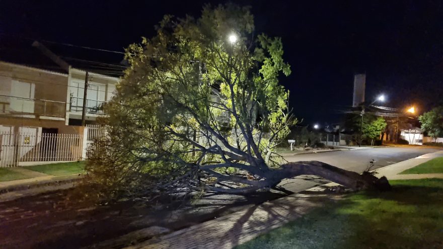 Árvore de grande porte cai e interdita rua na Região do Lago, em Cascavel