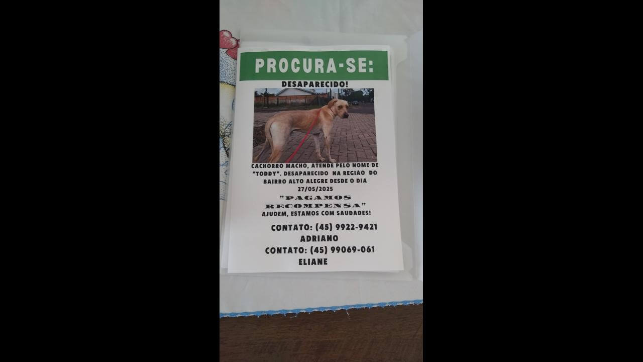 Cachorro Toddy desapareceu no bairro Alto Alegre