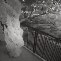 Imagem referente a Árvore não aguenta o frio na Região do Lago e deita no meio da rua; Veja o vídeo