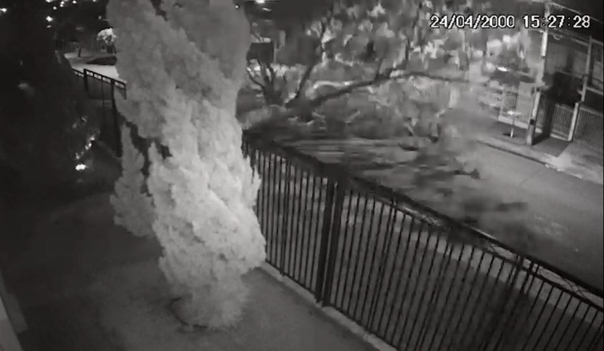 Árvore não aguenta o frio na Região do Lago e deita no meio da rua; Veja o vídeo