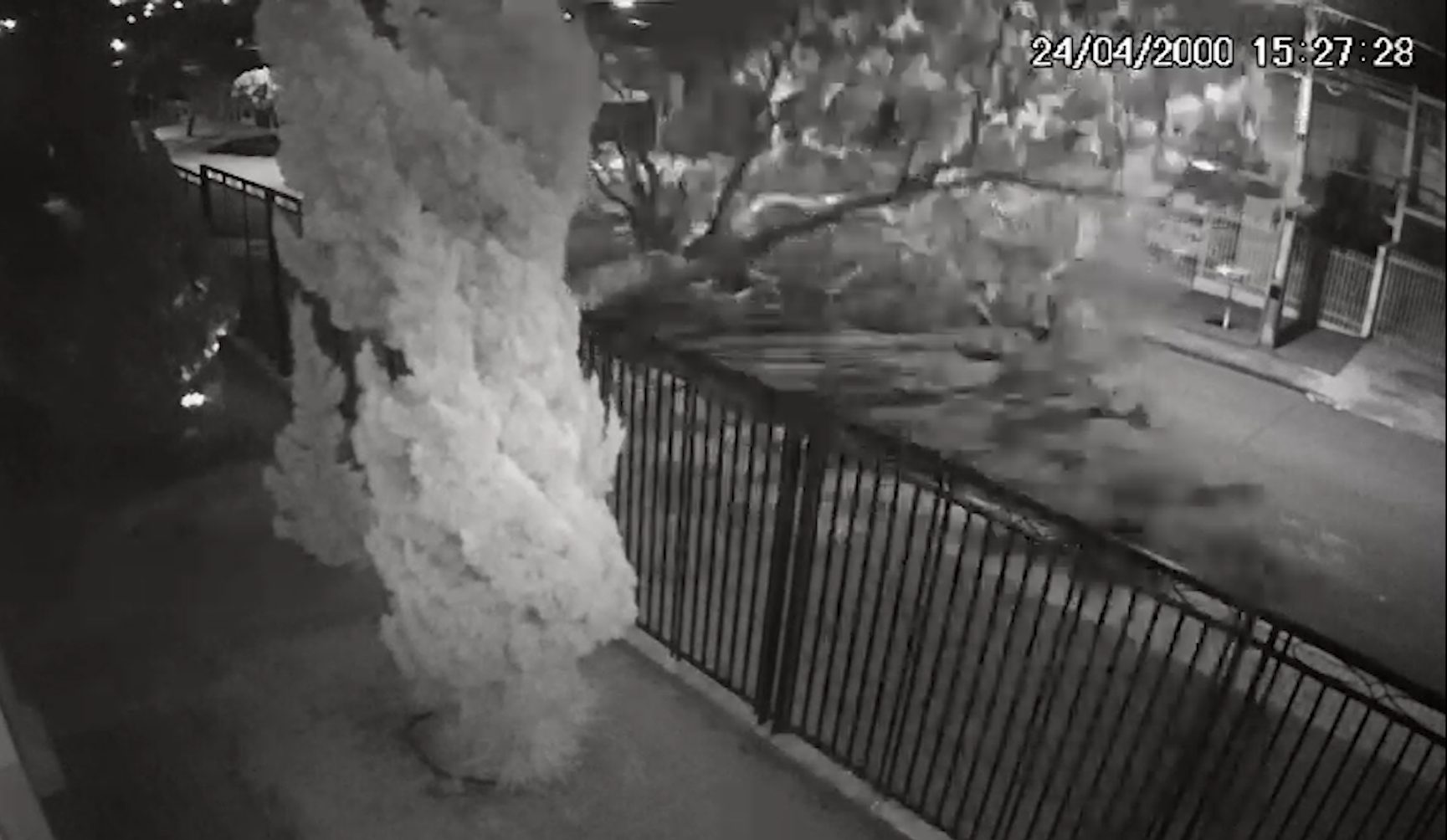 Imagem referente a Árvore não aguenta o frio na Região do Lago e deita no meio da rua; Veja o vídeo