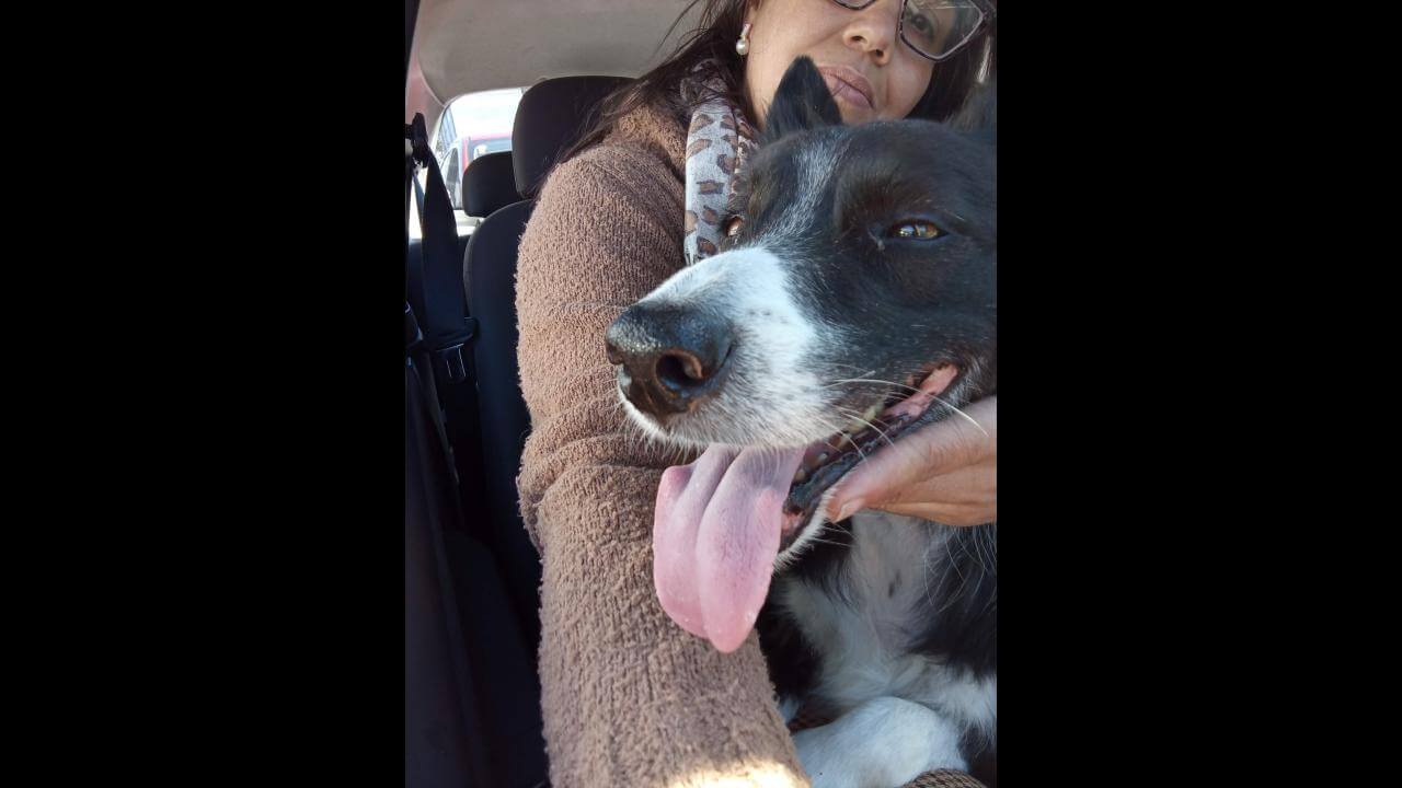 Cachorra com cirurgia é encontrada no Centro