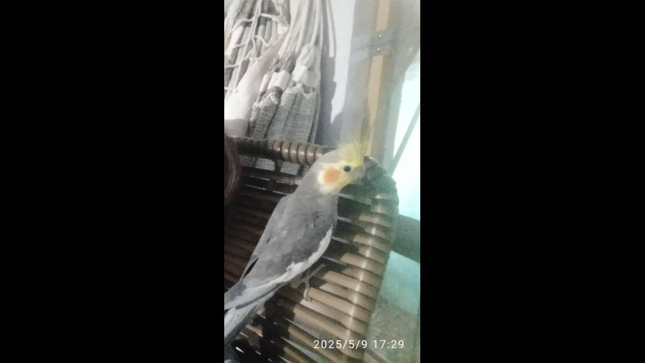 Calopsita Tom desapareceu no bairro Periolo