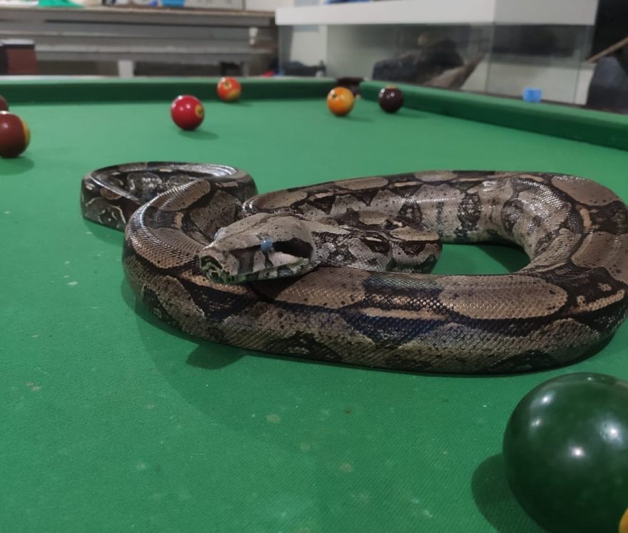 Atenção: Jiboia Medusa foi furtada em Cascavel