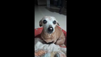 Imagem referente a Cachorra é encontrada no bairro São Cristóvão